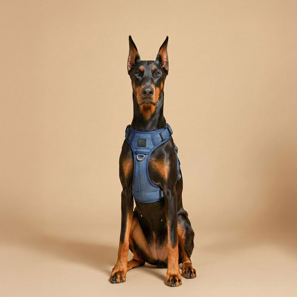 The NoMad Adjustable Luxe Harness - Denim