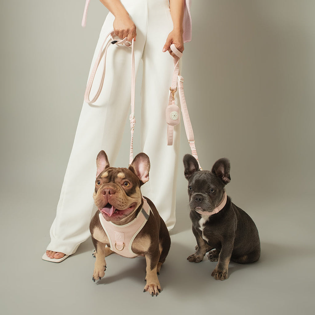 3-in-1 City Dog Leash - Madison