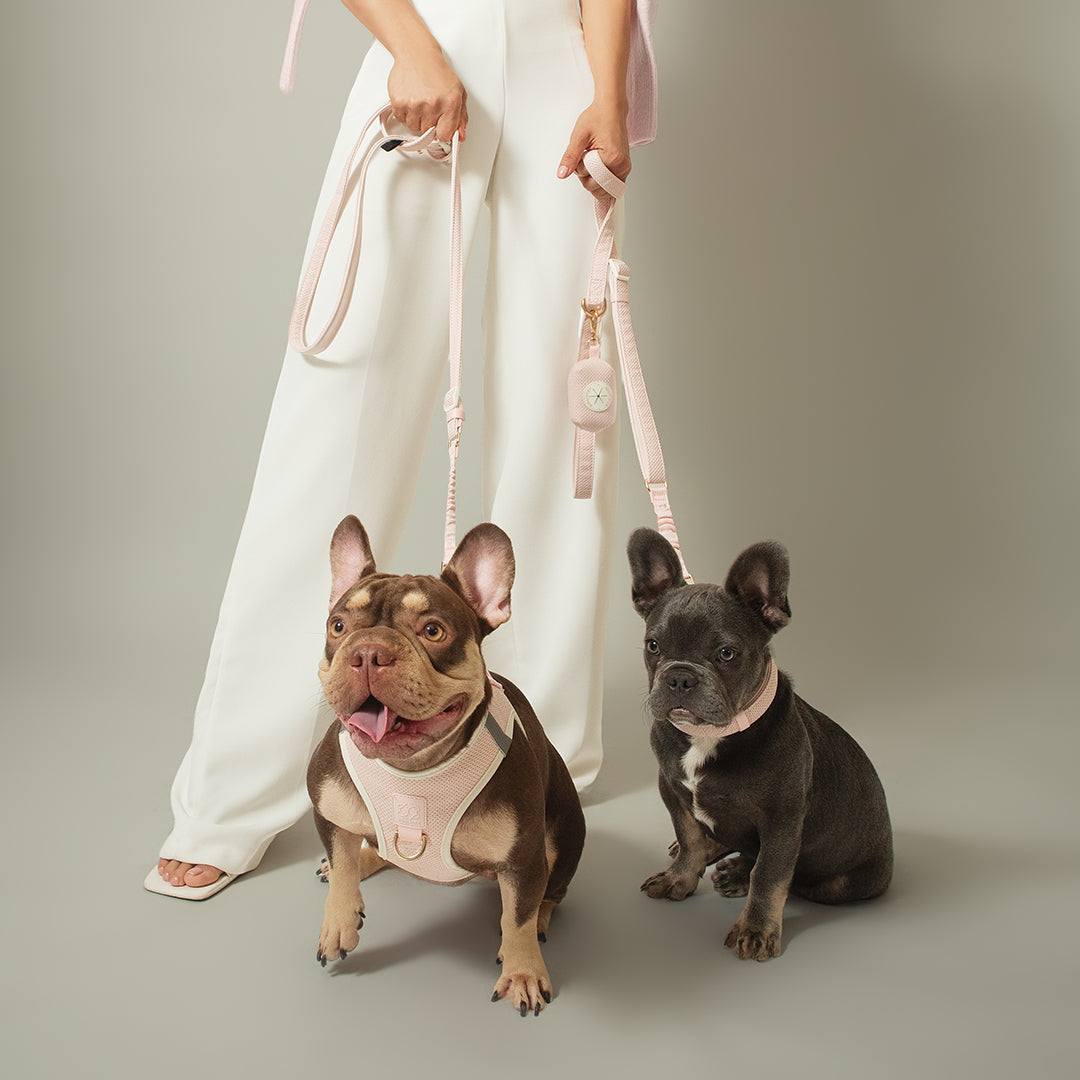 3-in-1 City Dog Leash - Madison