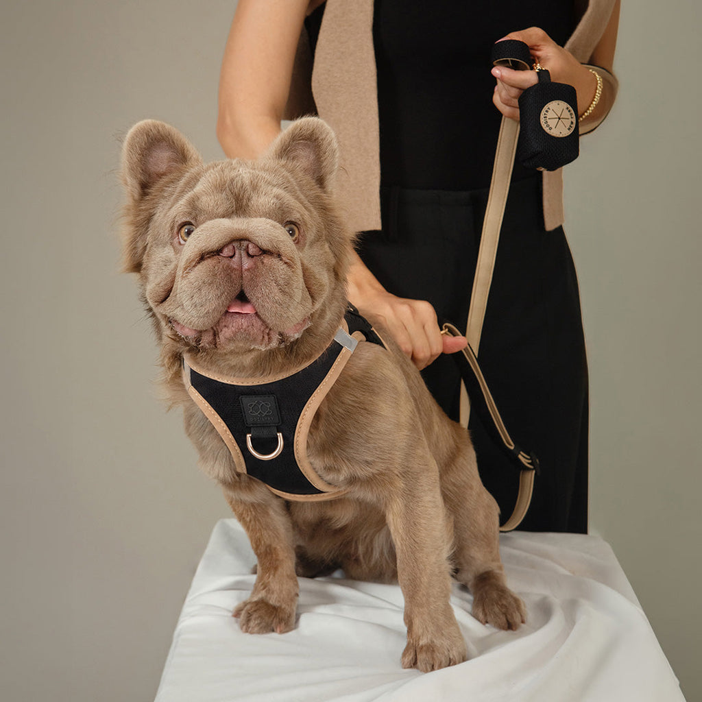 SoHo Dog Harness - Crosby