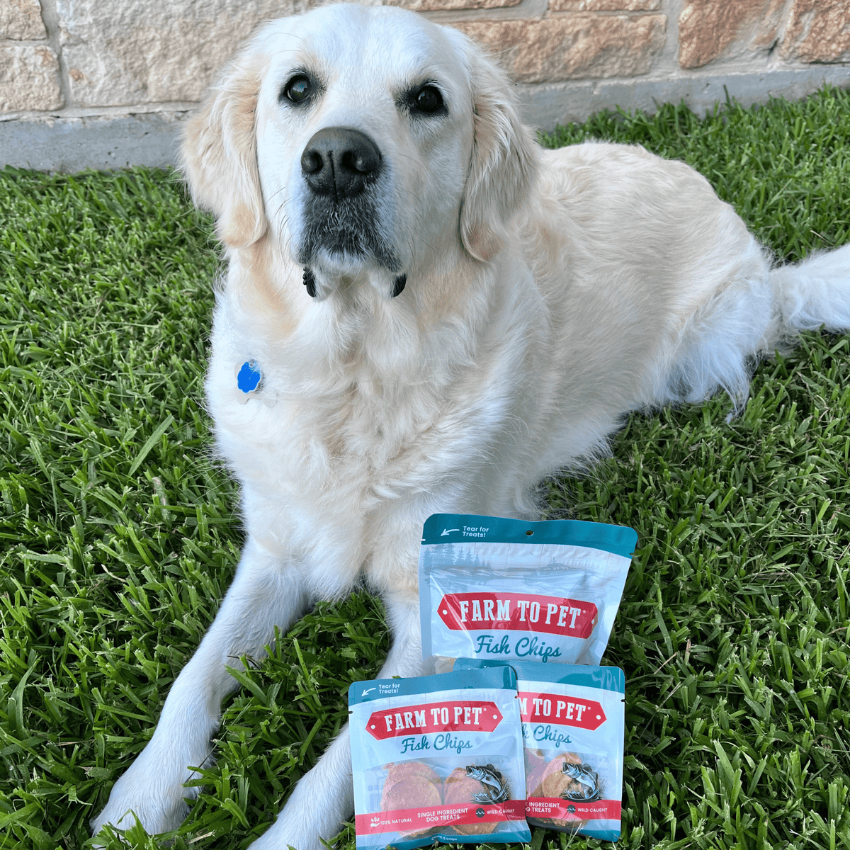 Fish Chips Snack Pack Bundles | Dog Treats for Training & Travel