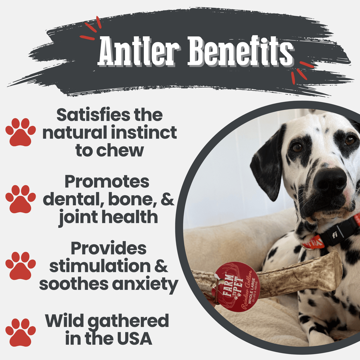 Reindeer Antler Dog Chews | Organic Chews for Dogs