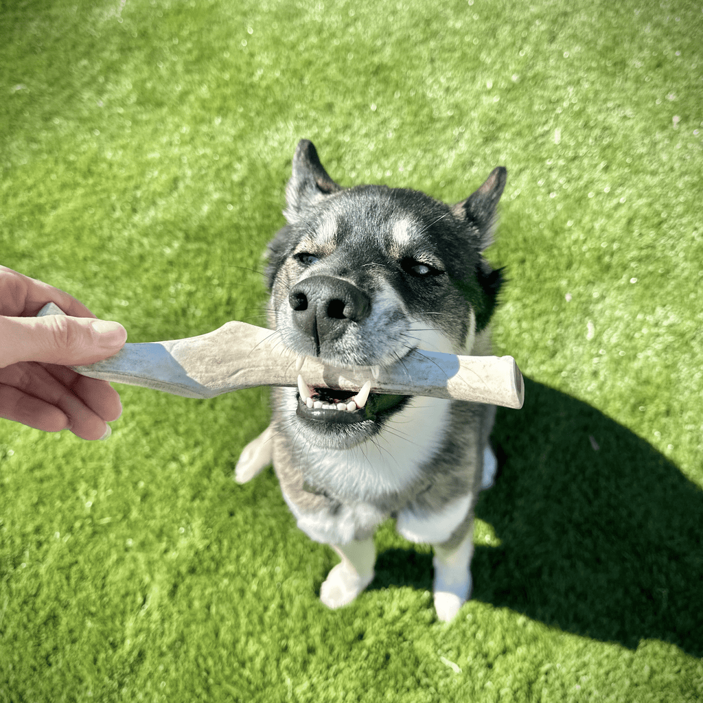 Reindeer Antler Dog Chews | Organic Chews for Dogs