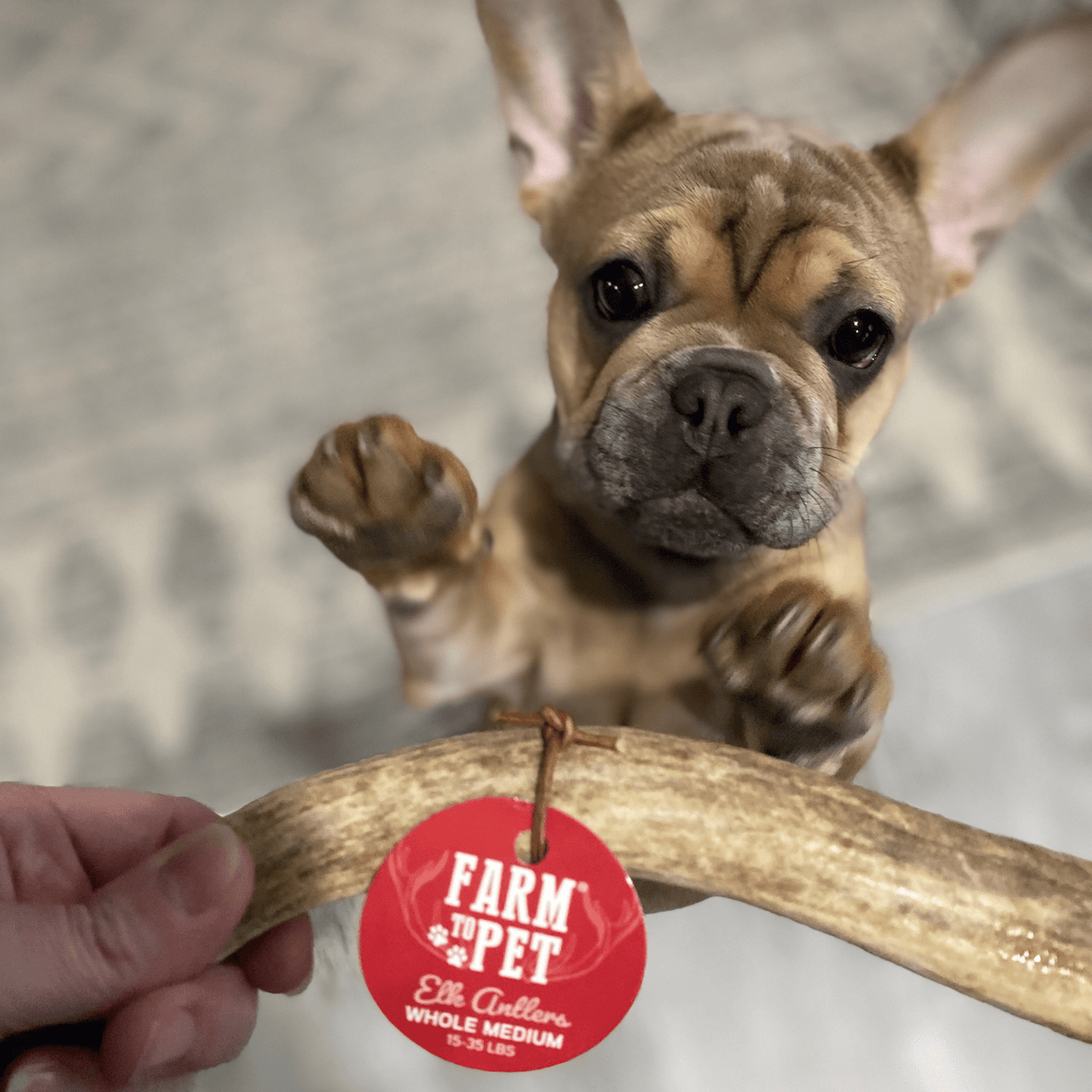 Elk Antler Dog Chews | All-Natural Whole and Split Elk Antler Chews for Dogs