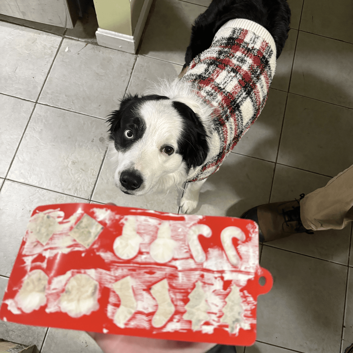 Pet Treat Molds