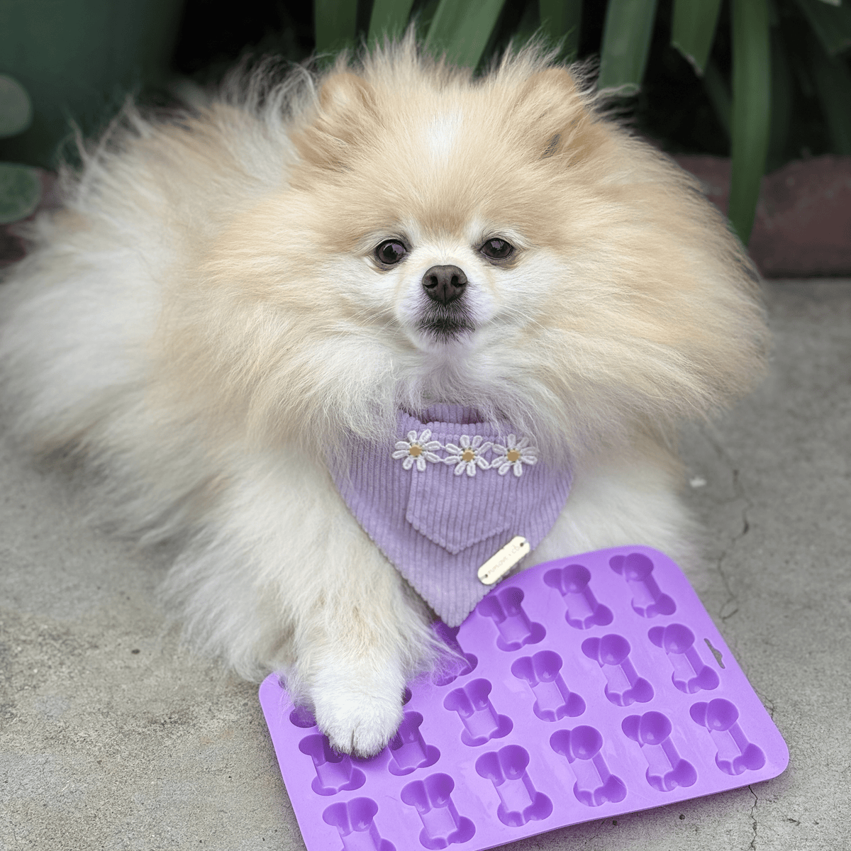 Pet Treat Molds